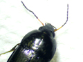 Amara eurynota
